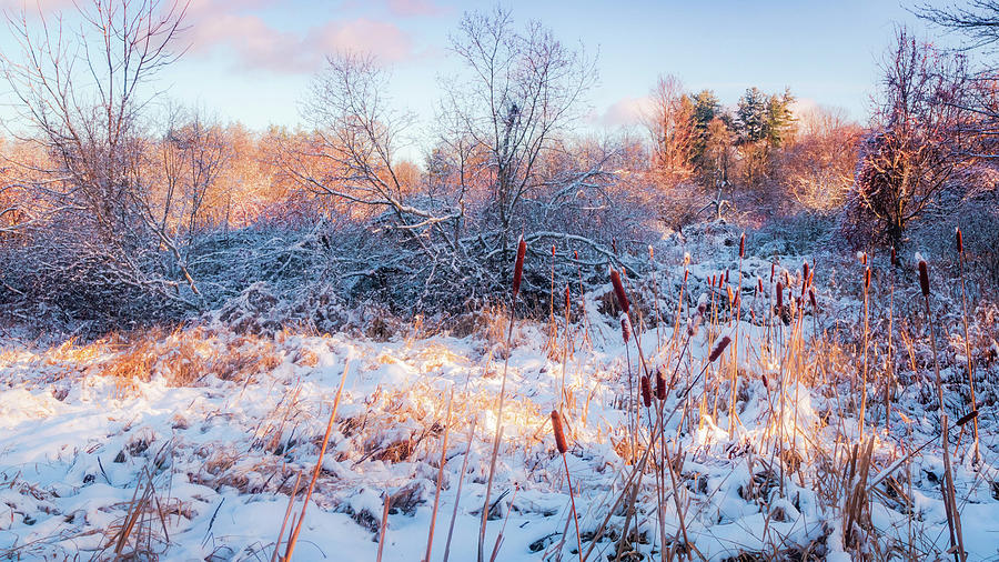 Winter magic - Golden light 3 Photograph by Lilia S