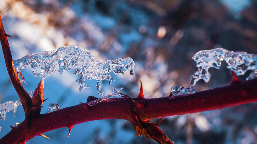 Winter magic - Icy macro 3 Photograph by Lilia S