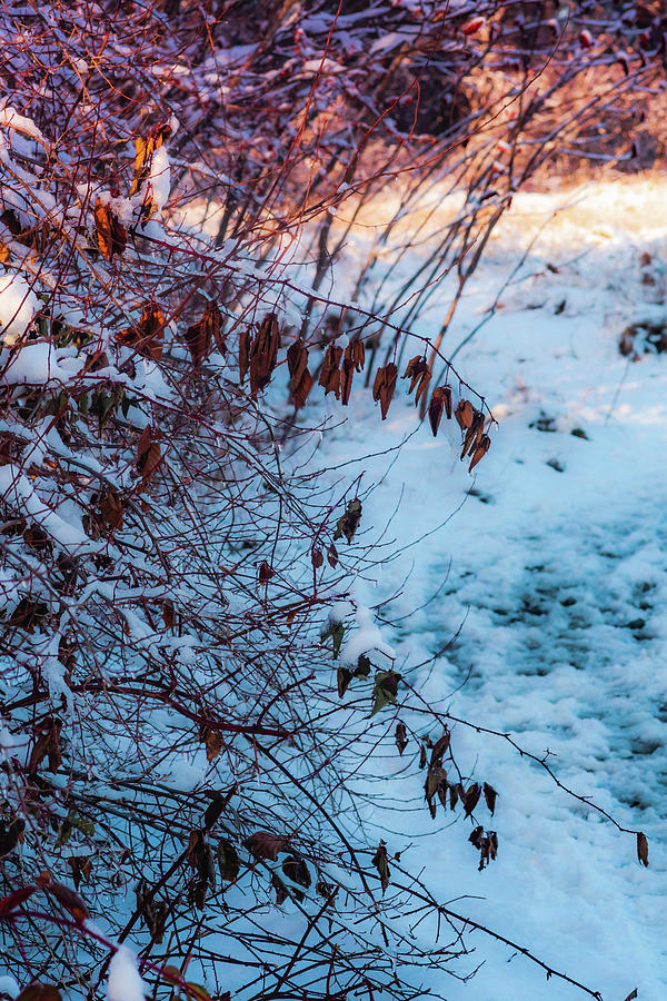 Winter magic - nature colors Photograph by Lilia S
