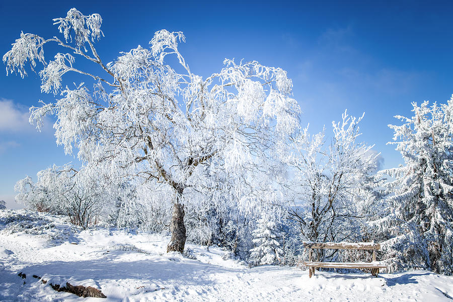 Winter Magic Photograph by Philippe Sainte-Laudy