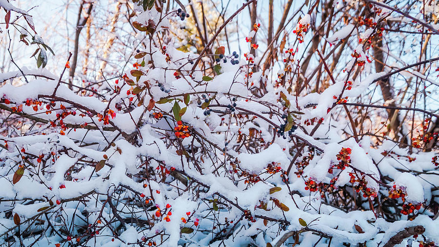 Winter magic - red winter berries Photograph by Lilia S