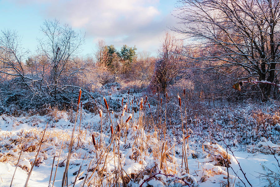 Winter Magic - Snowfall 2 Photograph by Lilia S