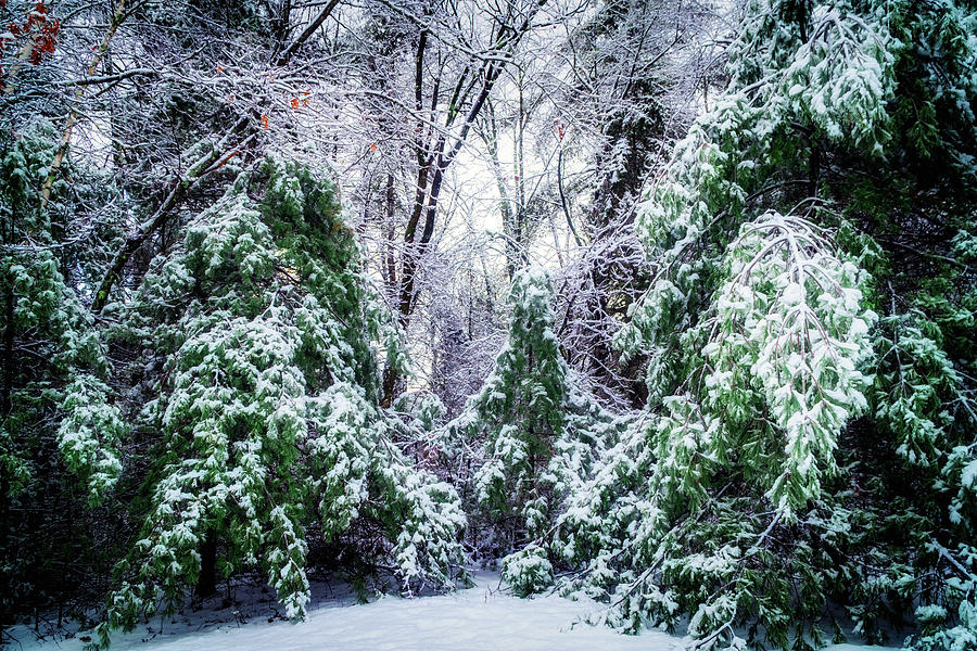 Winter magic - snowfall 5 Photograph by Lilia S