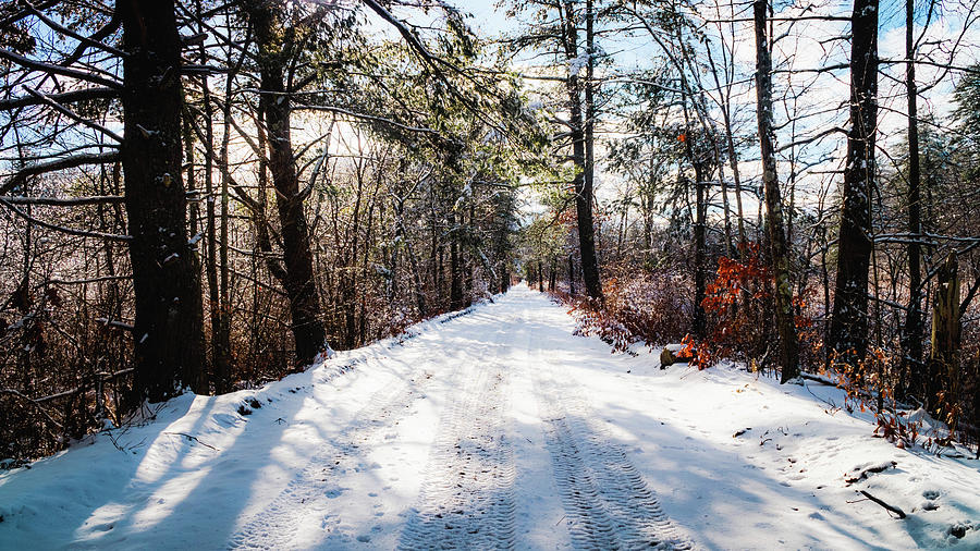 Winter magic - snowy path Photograph by Lilia S