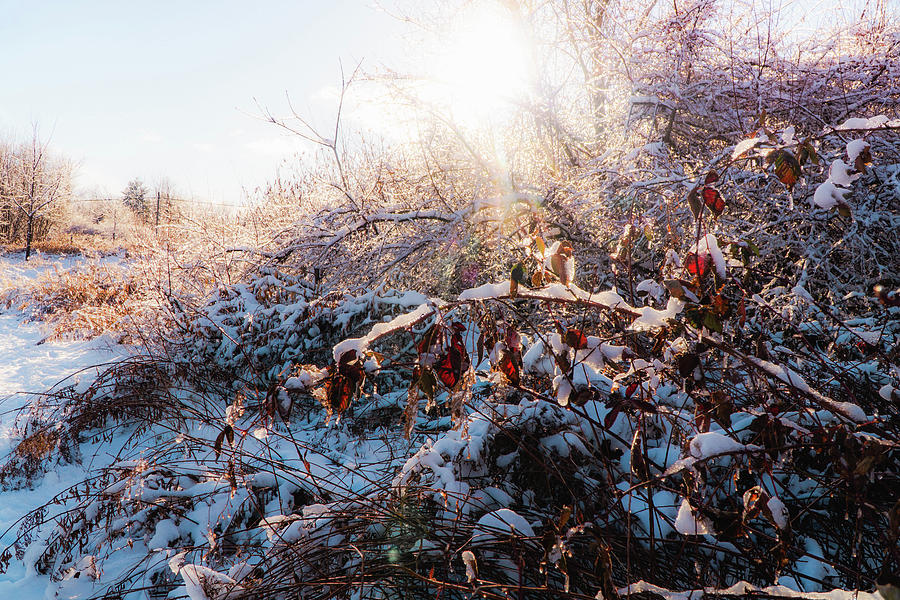 Winter magic - Winter light Photograph by Lilia S