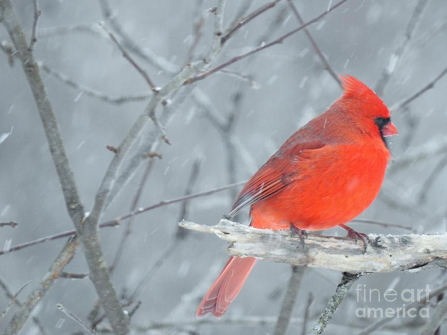 Winter Male Cardinal  Photograph by Eunice Miller
