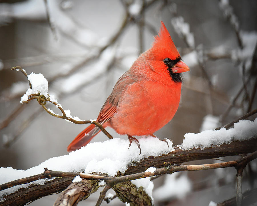 Winter Male Cardinal Photograph by Michelle Wittensoldner