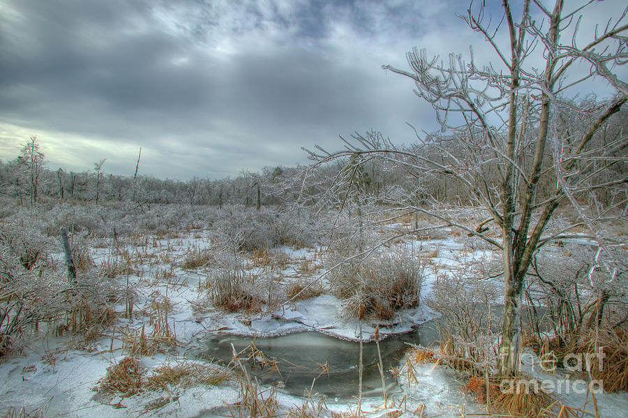 Winter Marsh Photograph by Nicki McManus