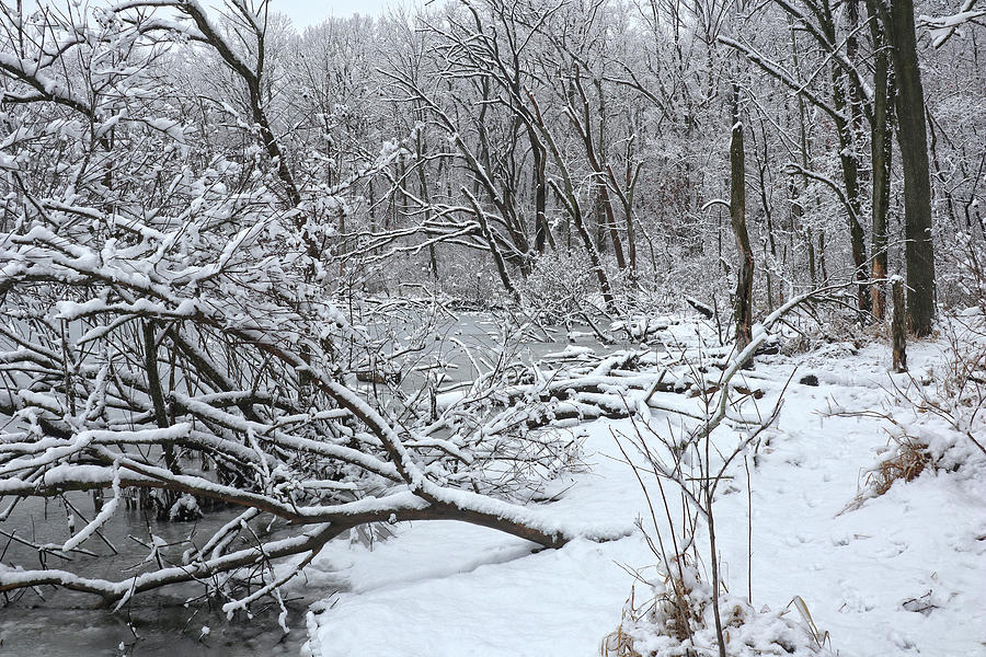Winter Marsh Photograph by Scott Kingery