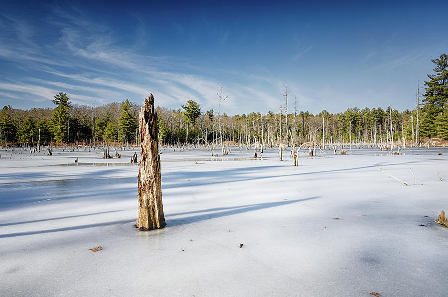 Winter Marsh Photograph by Steven Nelson