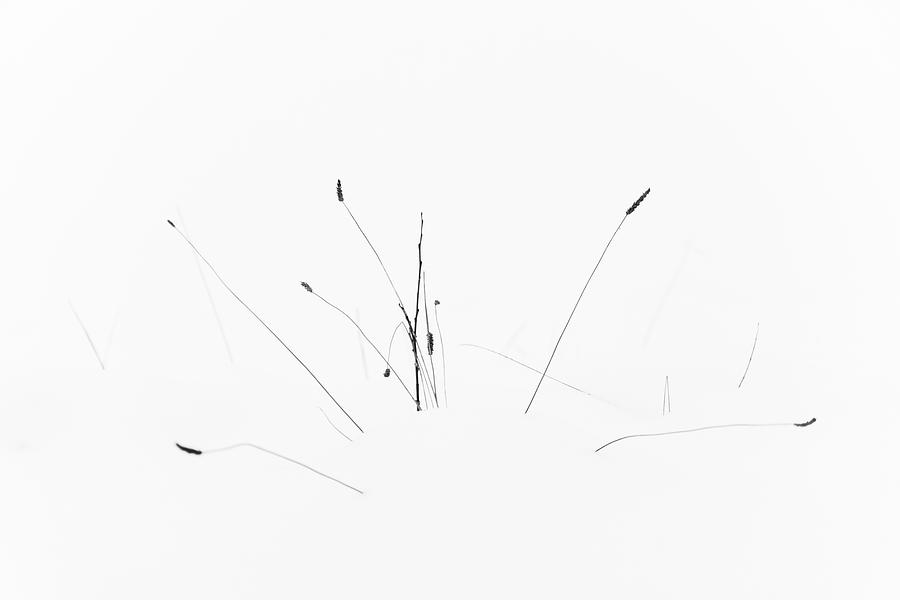 Winter Minimalist Photo of a Plant in the Snow Photograph by Martin ...