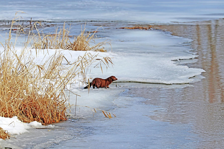 Winter Mink Photograph by Debbie Oppermann