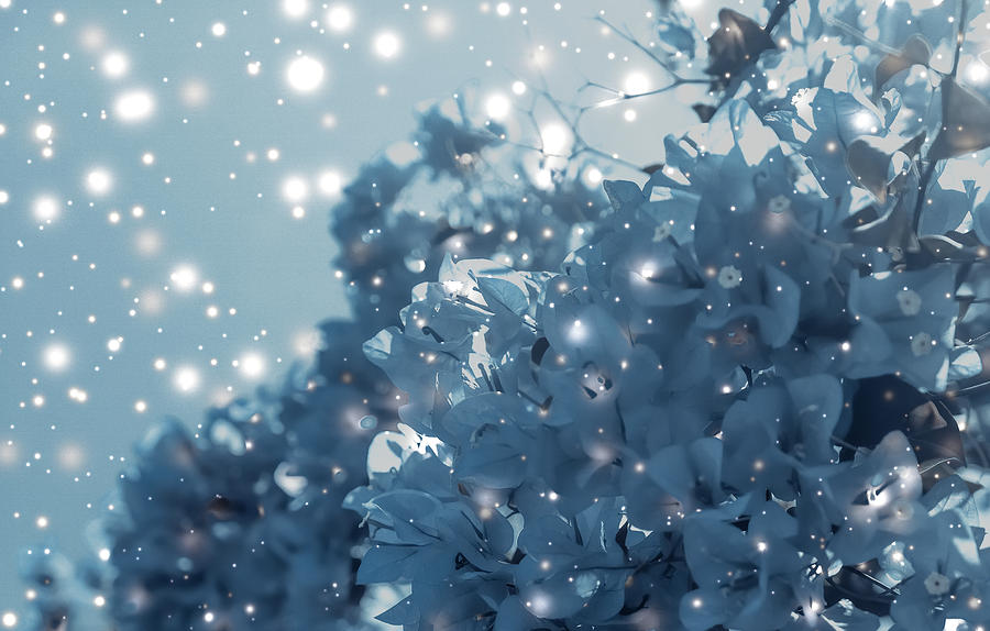 Winter Miracles by Anne Leven Winter Miracles by Anne Leven