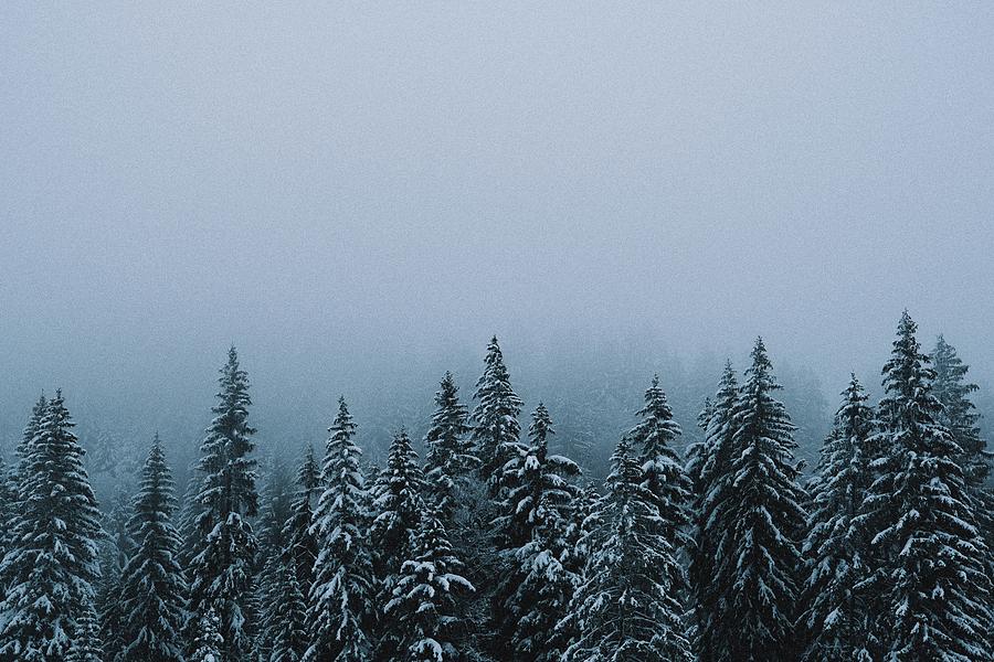winter misty forest - green pine tree covered with snow - Jura, France Photograph