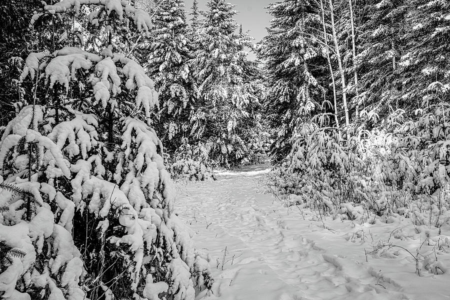 Winter Mono Photograph by David Heilman