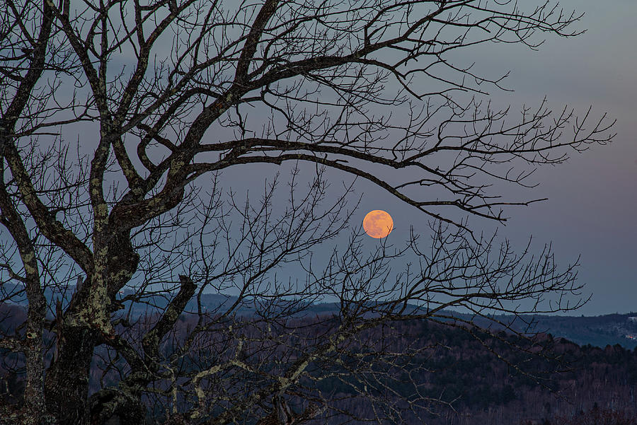 Winter Moonrise between the Branches Photograph by Lynn Thomas Amber