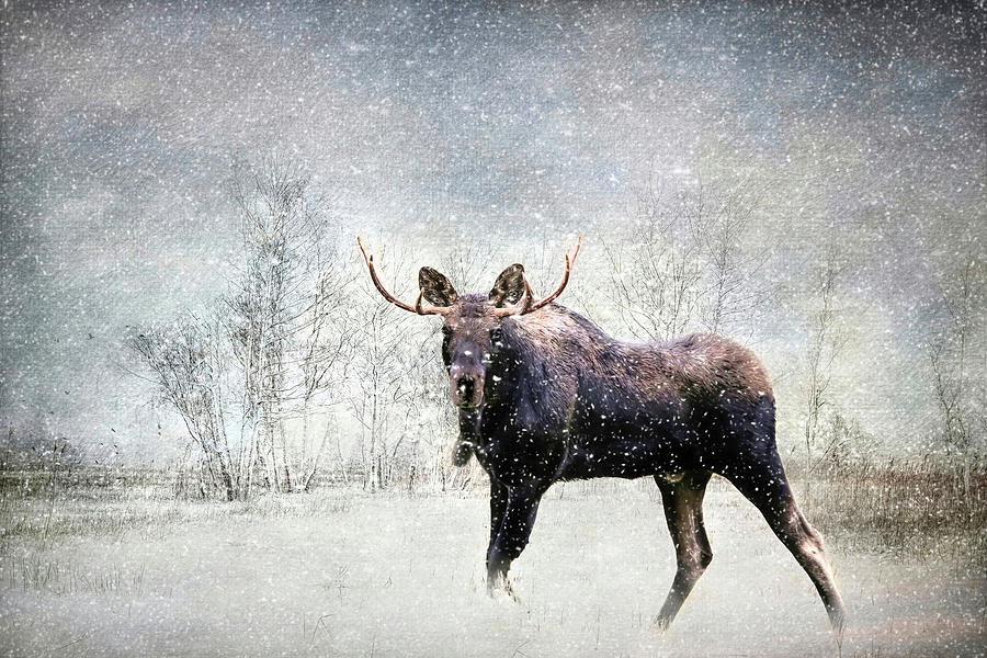 Moose Photograph - Winter Moose by Donna Kennedy