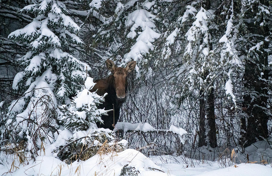 Winter Moose Manitoba Photograph by Mark Duffy