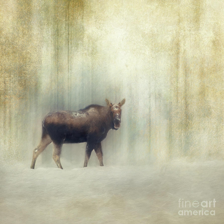 Moose Photograph - Winter Moose by Priska Wettstein