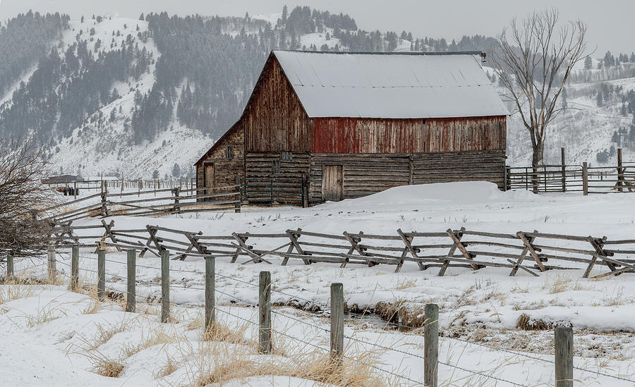 Winter Morning at the Historic Hansen Barn in Jackson, Wyoming Photograph by Marcy Wielfaert