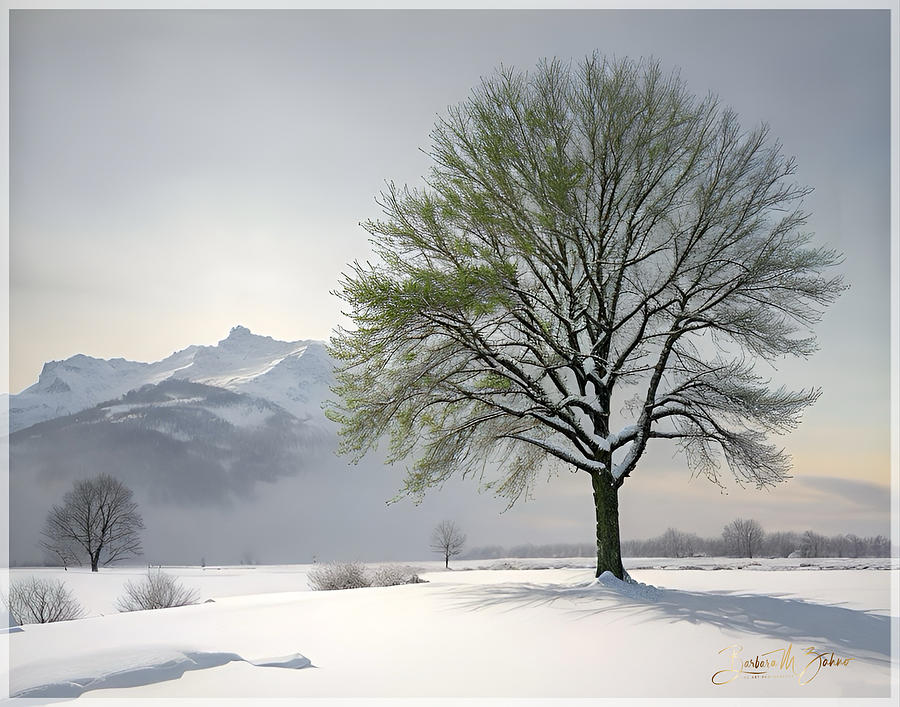 Winter Morning Photograph by Barbara Zahno