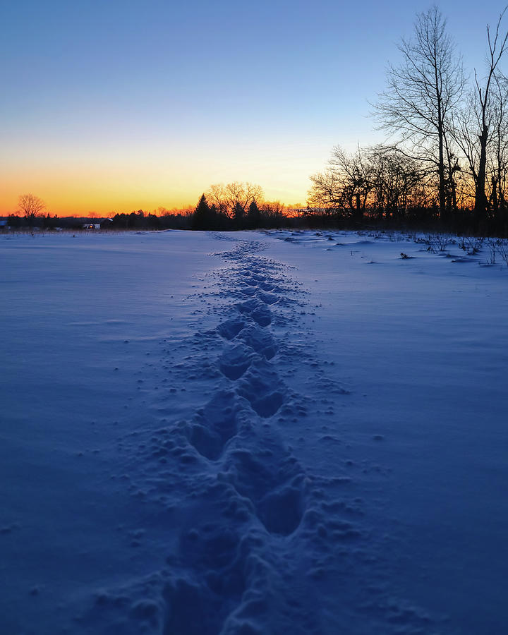 Winter Morning Footsteps Photograph by Dan Sproul