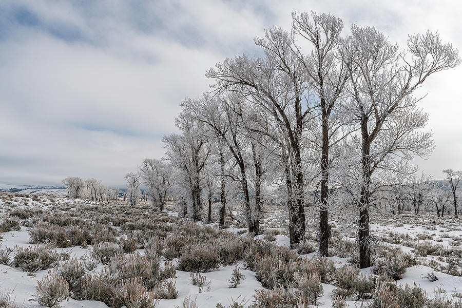 Winter Morning in Grand Teton National Park III Photograph by Douglas Wielfaert