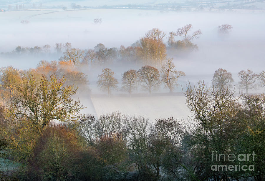 Winter Morning Light in the Frost and Fog Photograph by Tim Gainey