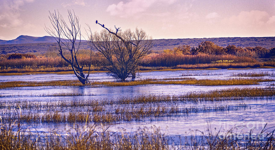 Winter Morning at the Refuge by Susan Warren Winter Morning at the Refuge by Susan Warren
