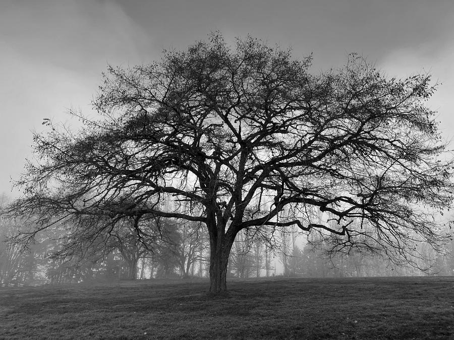 Winter Morning Tree Silhouette BW Photograph by Jerry Abbott