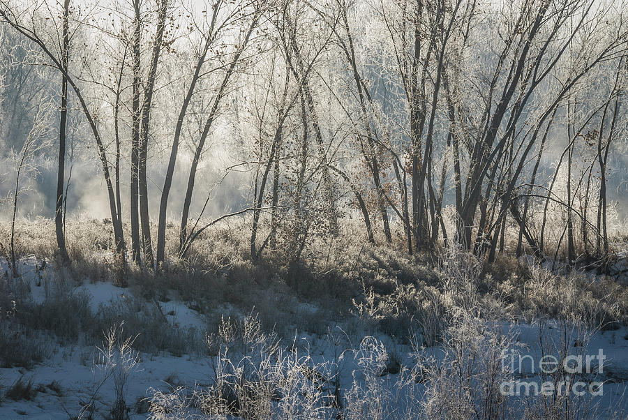 Winter Photograph - Winter Morning with Iced Bare Trees by John Arnaldi
