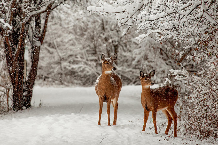 Winter Morning with Two Deer Photograph by Barbara Friedman