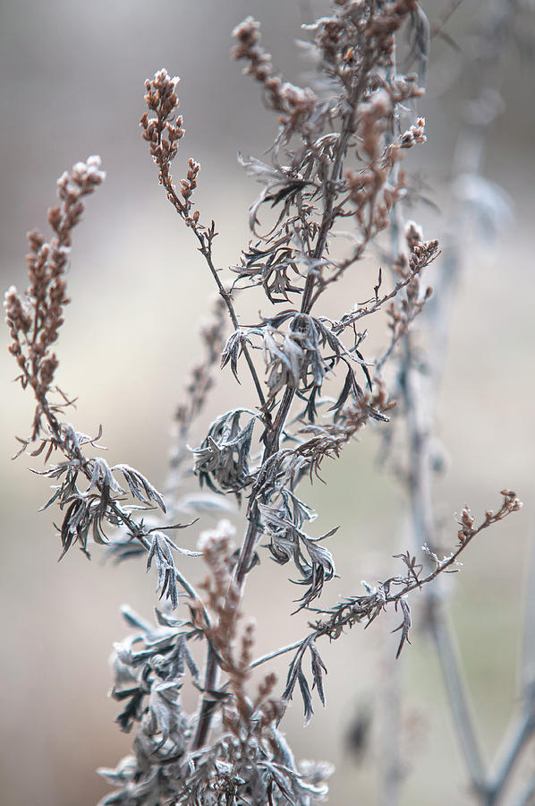 Winter Mugwort 1 Photograph by Jenny Rainbow