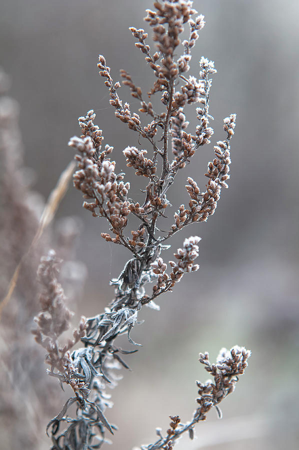 Winter Mugwort 2 Photograph by Jenny Rainbow