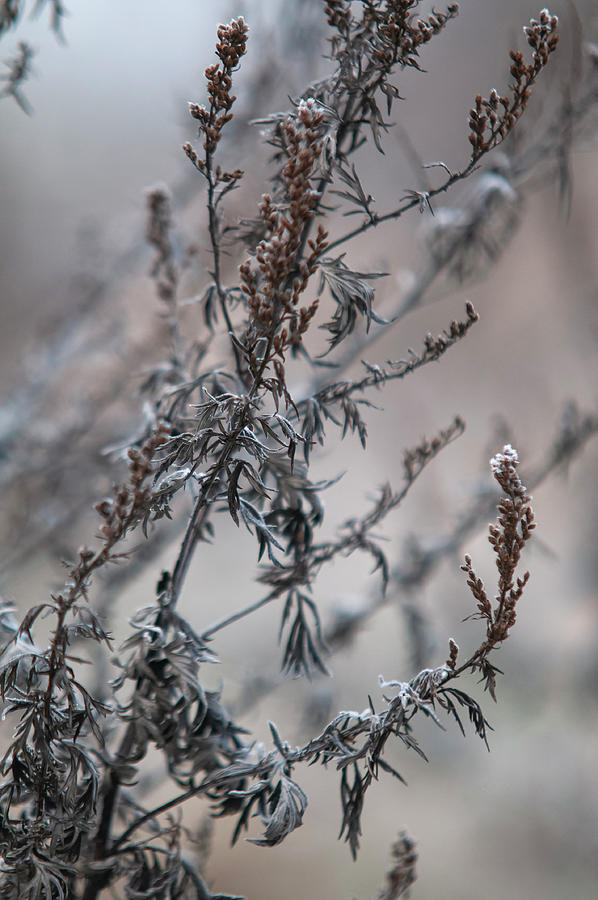 Winter Mugwort Photograph by Jenny Rainbow