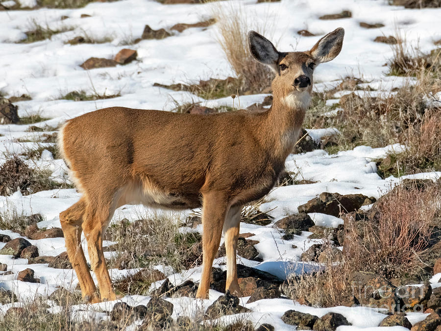 Winter Mule Deer Doe Photograph by Michael Dawson