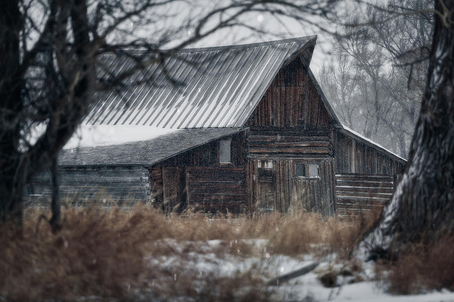 Winter Photograph by Murray Rudd