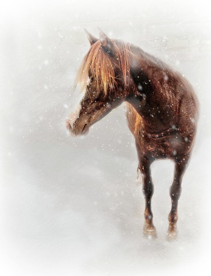 Winter Mustang Photograph by Marjorie Whitley