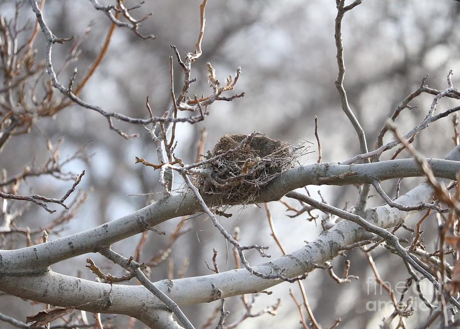 Winter Nest in Gray Photograph by Carol Groenen