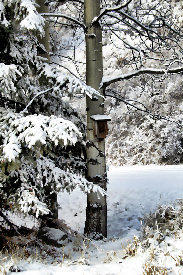 Winter Nest Photograph