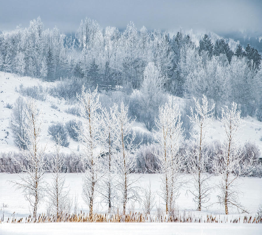 Winter Neutrals in Idaho Photograph by Marcy Wielfaert