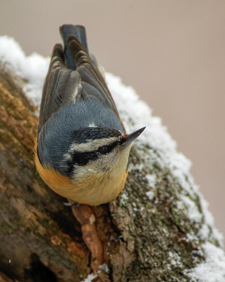 Winter Nuthatch Photograph by Timothy McIntyre