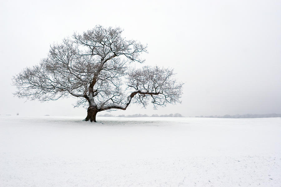 Winter Oak In The Snow Photograph by Vandervelden