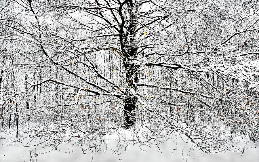Winter Oak Photograph by John Bartosik