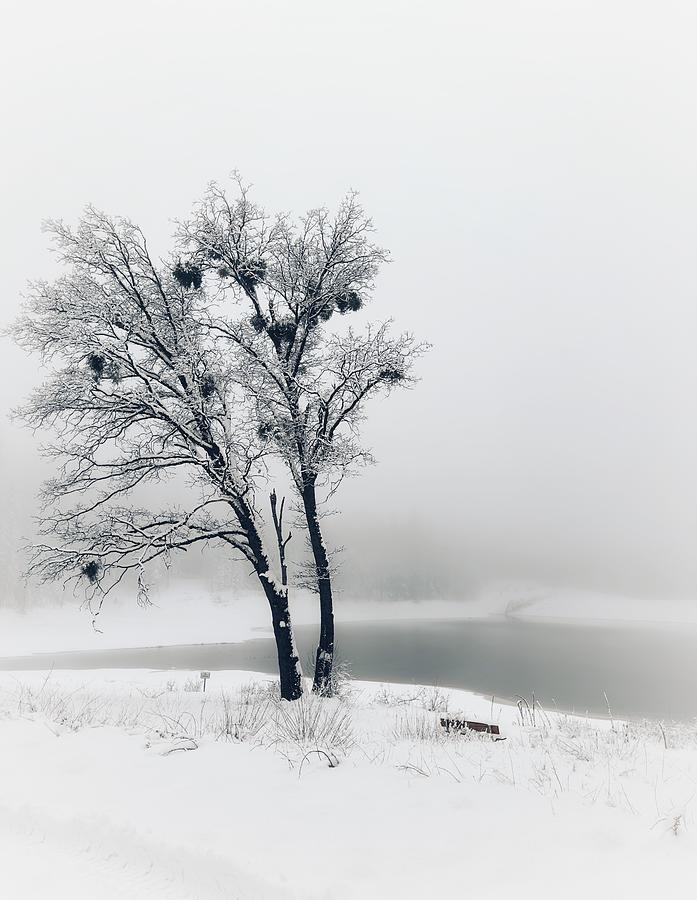 Winter Oak Photograph by Steph Gabler