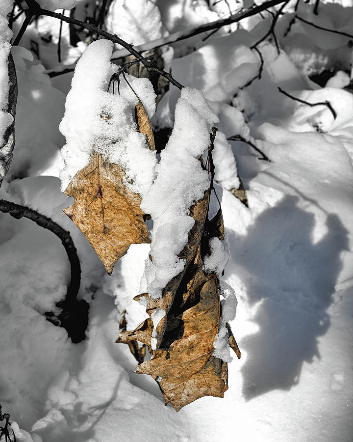 Winter Oak Photograph by Steven Nelson