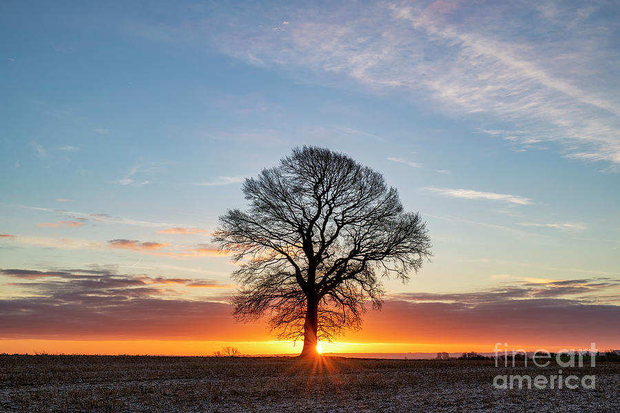 Winter Oak Sunrise Photograph by Tim Gainey