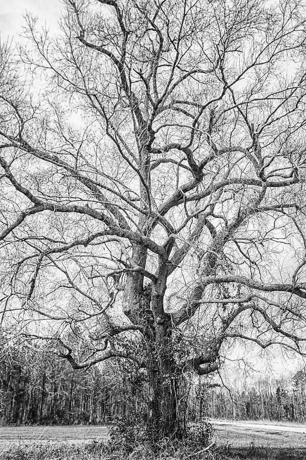 Winter Oak Tree - Beutiully Bare Photograph by Bob Decker