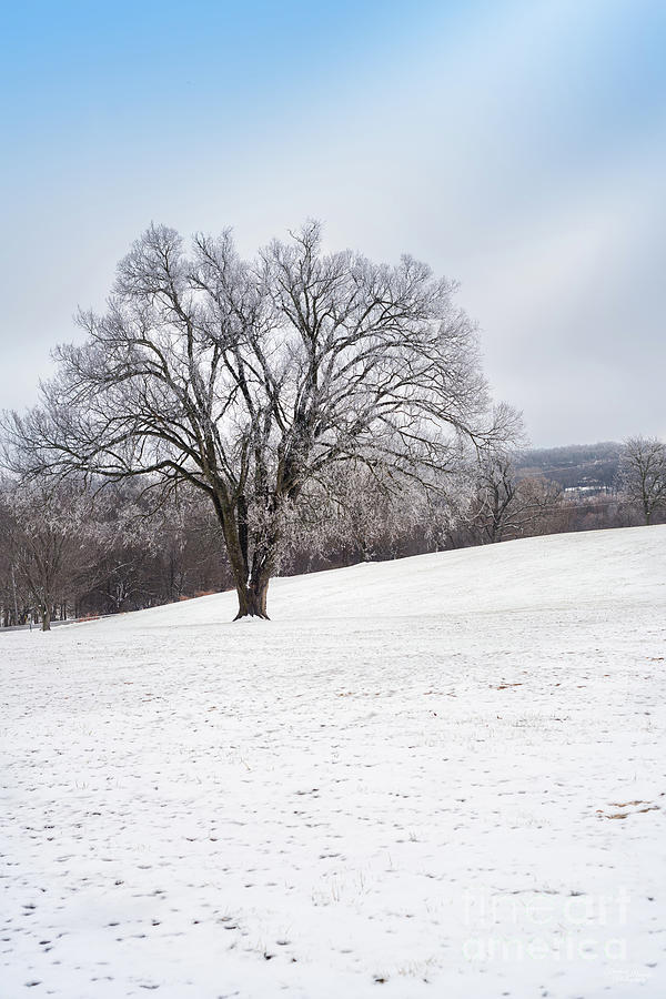 Winter Oak Tree Photograph by Jennifer White