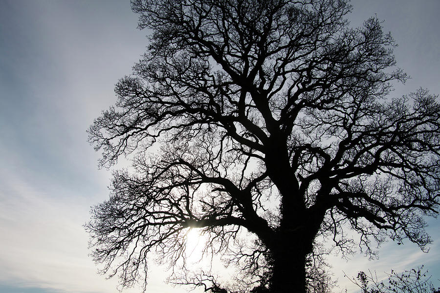 Winter Oak Tree Silhouette Photograph